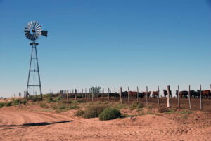 In der Pampa wuchsen Rinder schon immer nach Bio-Siegel-Kriterien auf