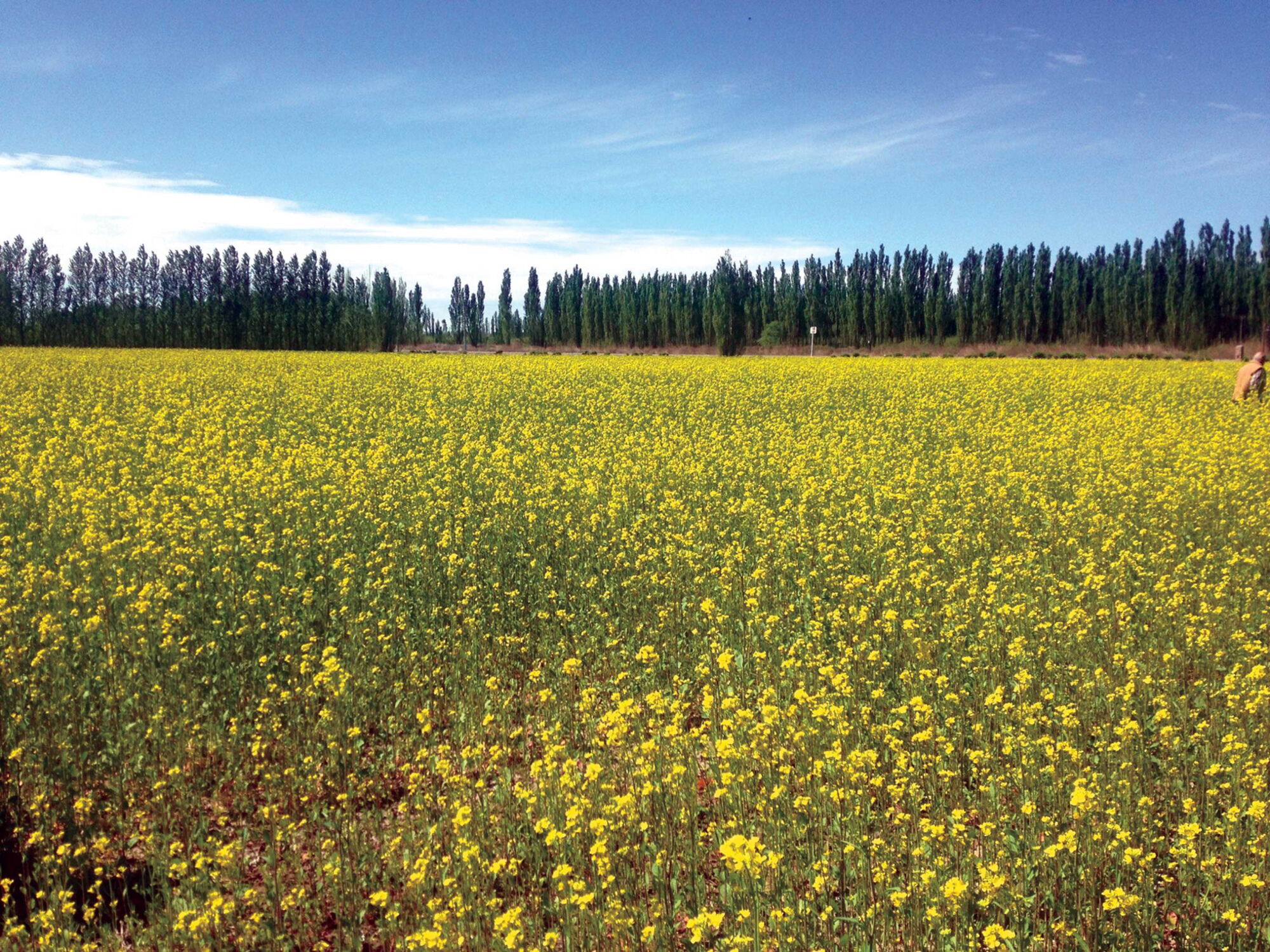 Senfanbau in Argentinien