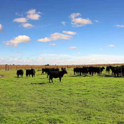 Argentinische Spezialitäten von DAT-Tripdodi