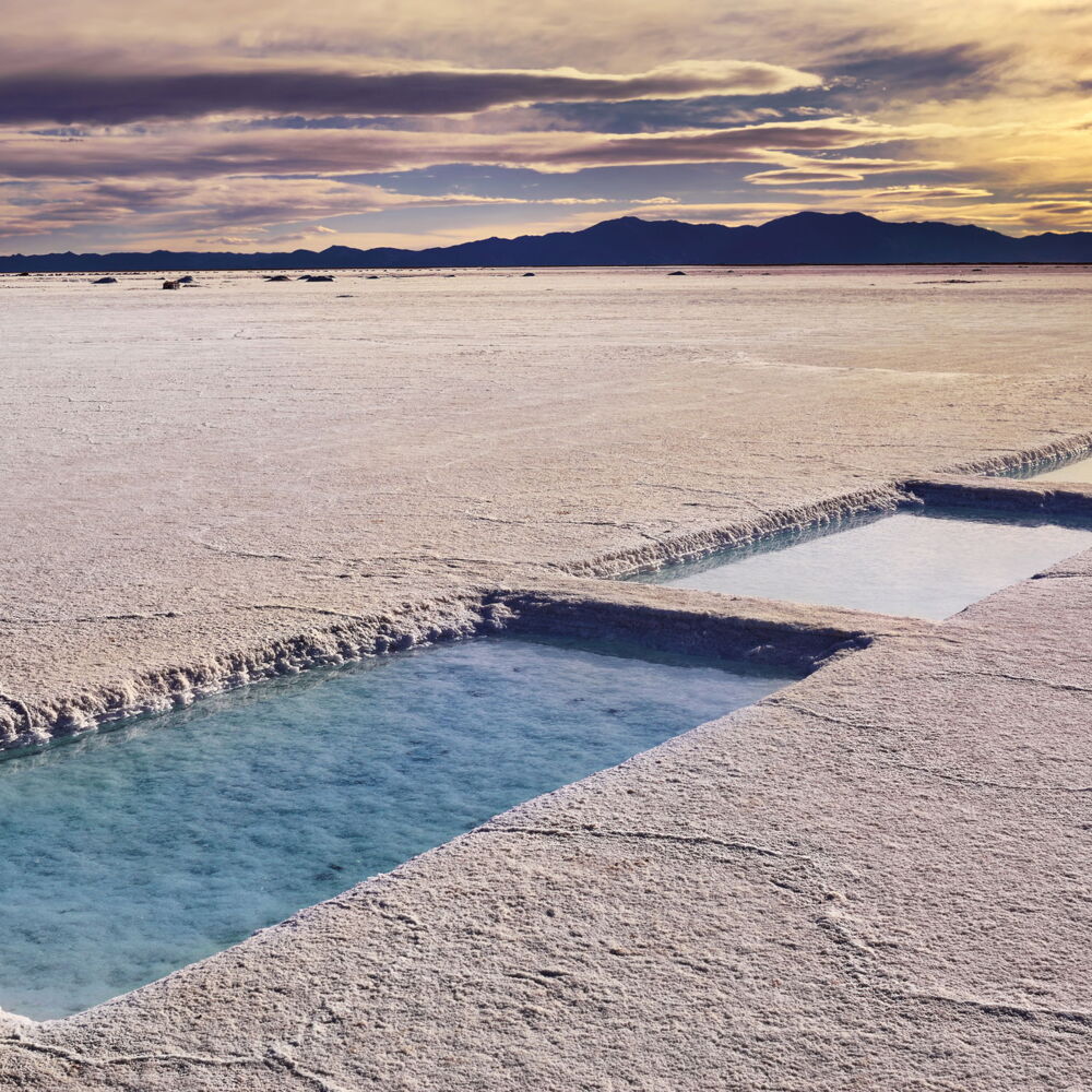 Black Ranch® Solo Sal: Salze aus dem Urmeer