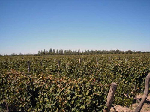 In der Provinz Mendoza herrschen beste Bedingungen für den Anbau von Wein.