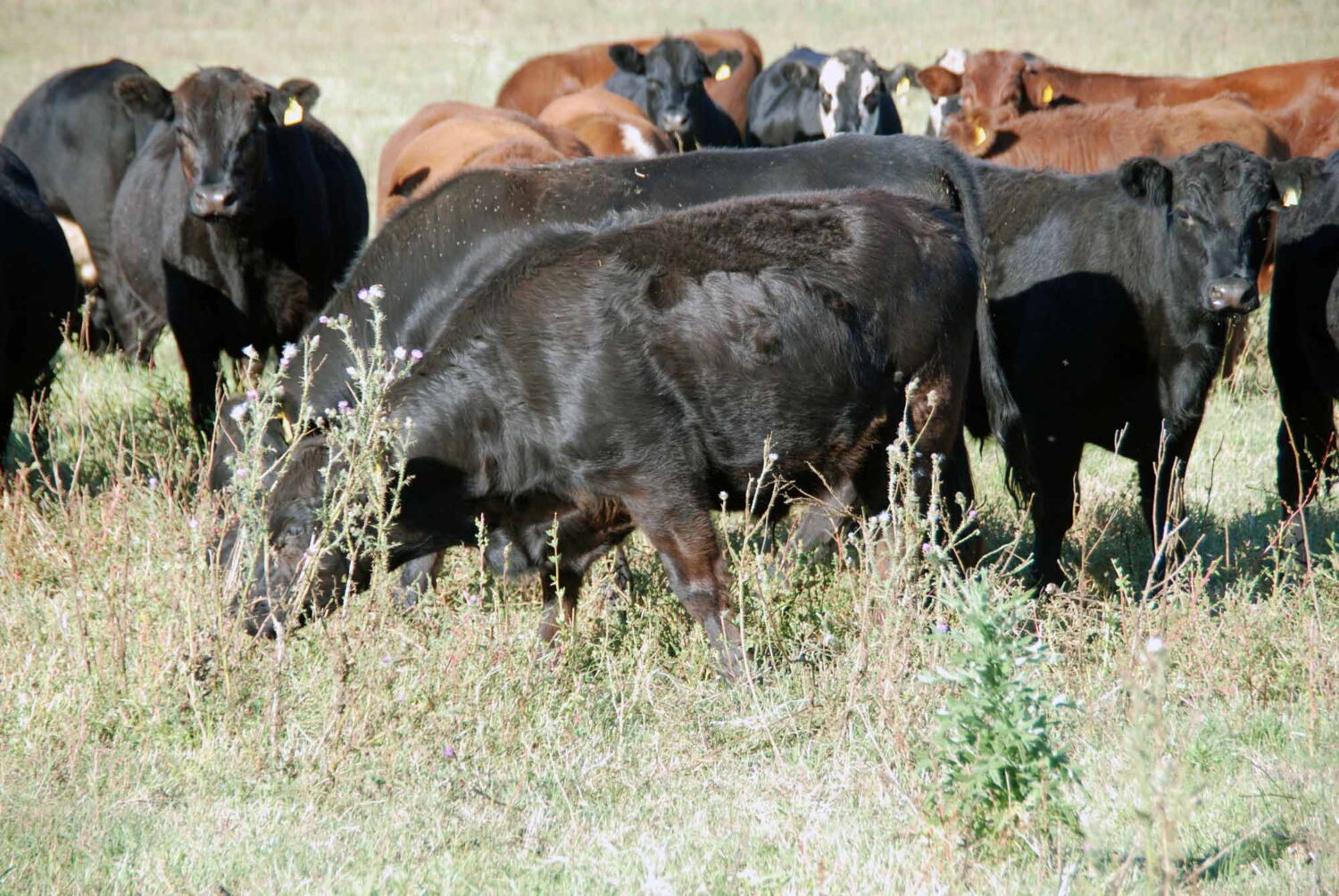 Das Glück der Rinder wächst auf dem Boden der Pampa