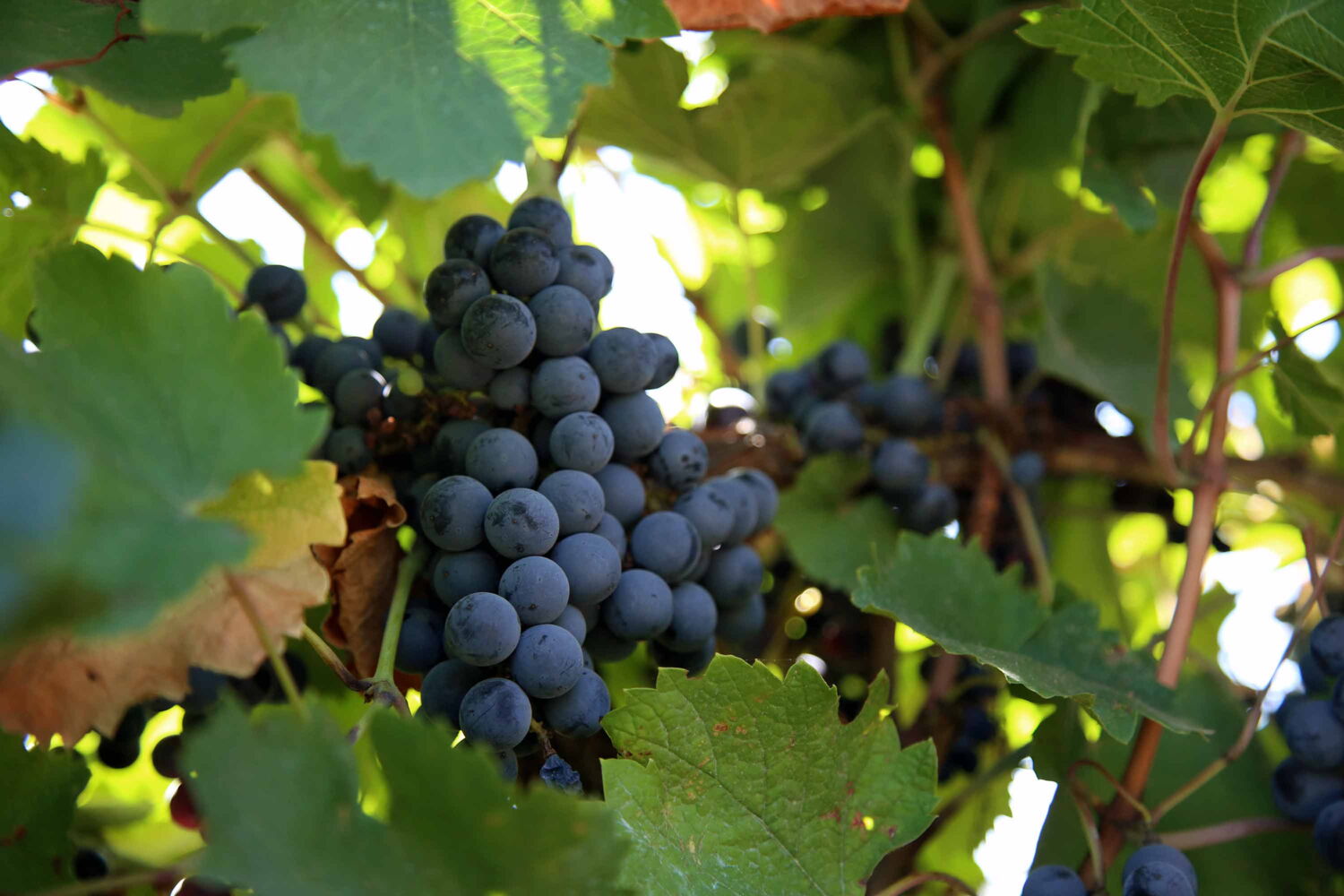 Guter Wein, gute Freunde – mit den edlen Tropfen von DAT-Tripodi gelingt einfach jedes Fest