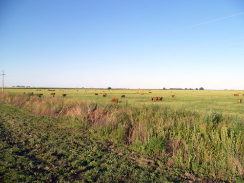 Das gesunde Grasland der Züchter von DAT-Tripdodi trägt entscheidend zur Artenvielfalt bei.