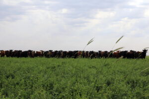 Die weiten Graslandschaften der argentinischen Pampa sind ein Paradebeispiel für traditionelle Weidehaltung.