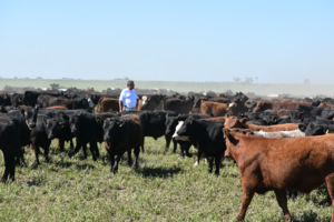 Die Black Ranch Qualität beginnt schon bei der Auswahl der Tiere in der Pampa.
