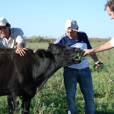 Hilbing Gin aus Argentinien: Exquisiter Gin Genuss