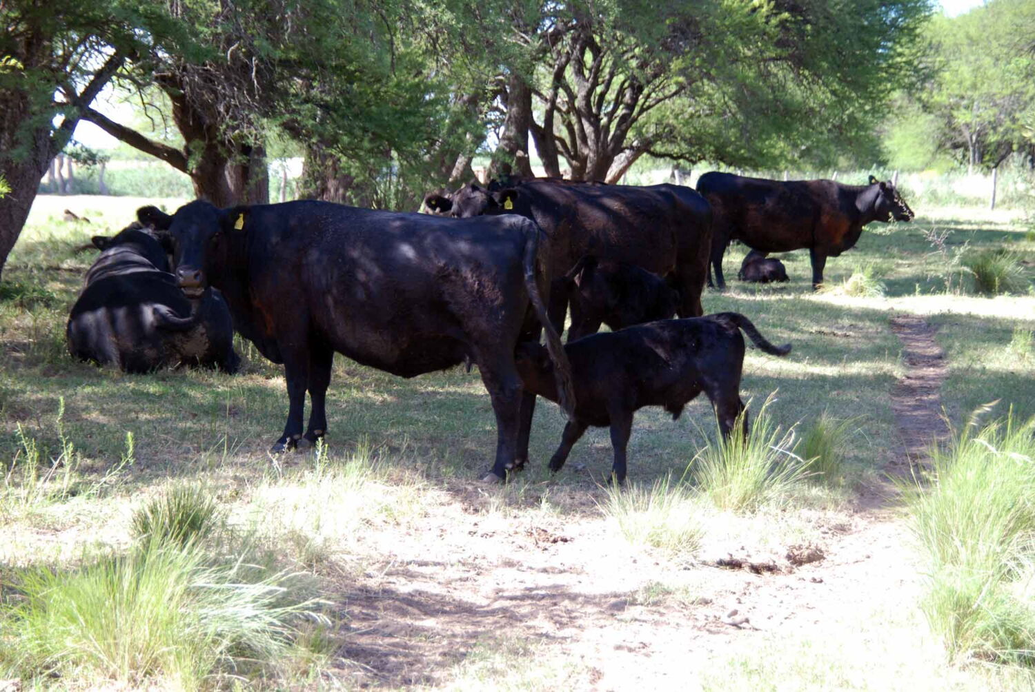 Am liebsten ernähren sich Rinder von natürlichem Gras