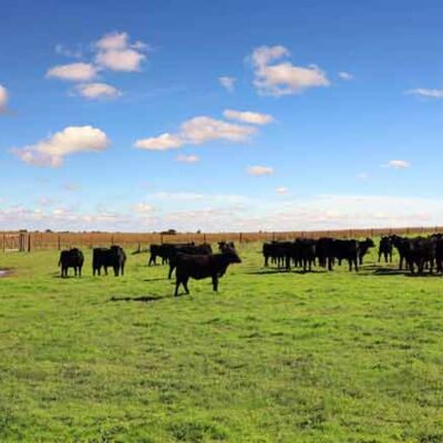 Argentinische Spezialitäten von DAT-Tripdodi