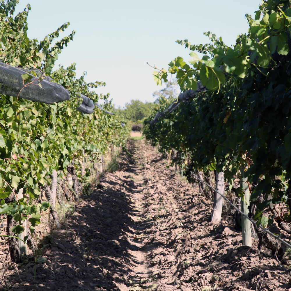 Black Ranch Weine: Ausgezeichnete Weine aus Mendoza