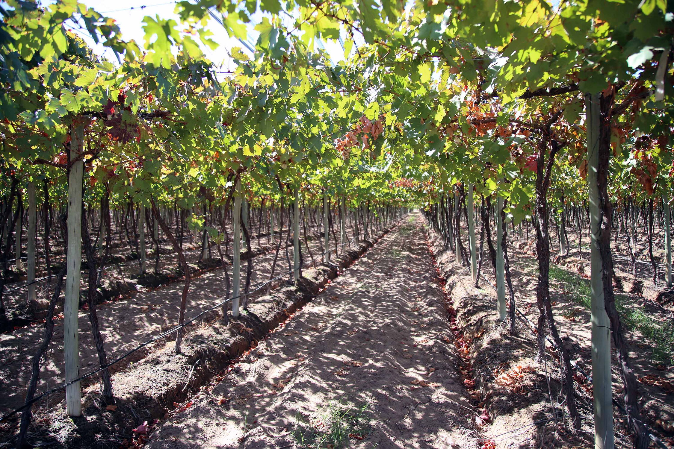 Weinregion Mendoza
