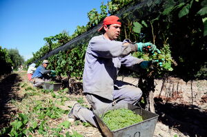 Mehr als ein Geheimtipp: Entdecken Sie hochwertigen Wein aus Argentinien.