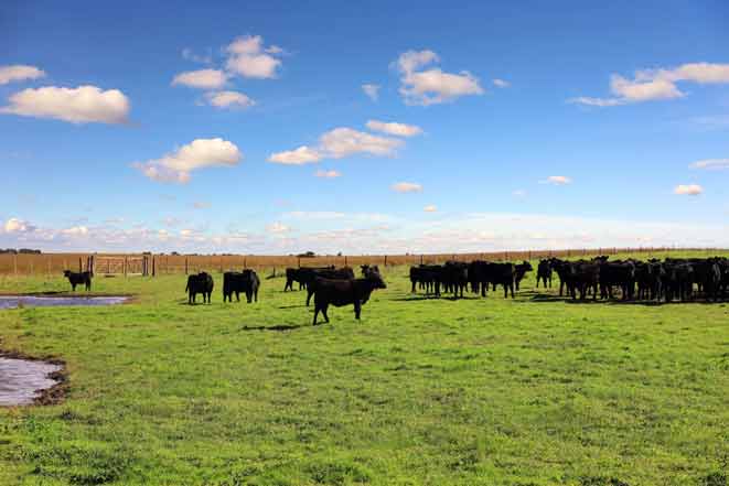 Viel Auslauf für Rinder: Pampa in Argentinien