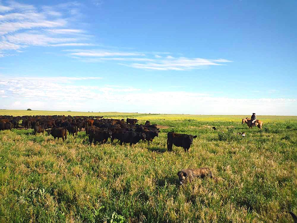 Rinder mit mehr Auslauf leben einfach glücklicher