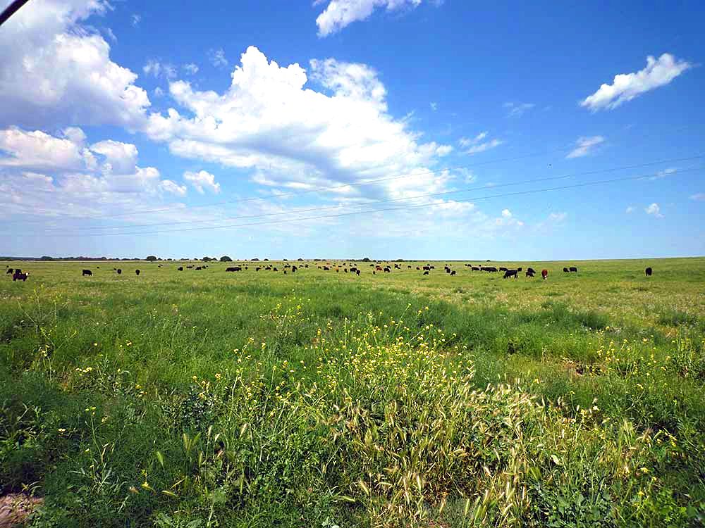 Je weiter desto entspannter und schmackhafter: Weidehaltung in Argentinien