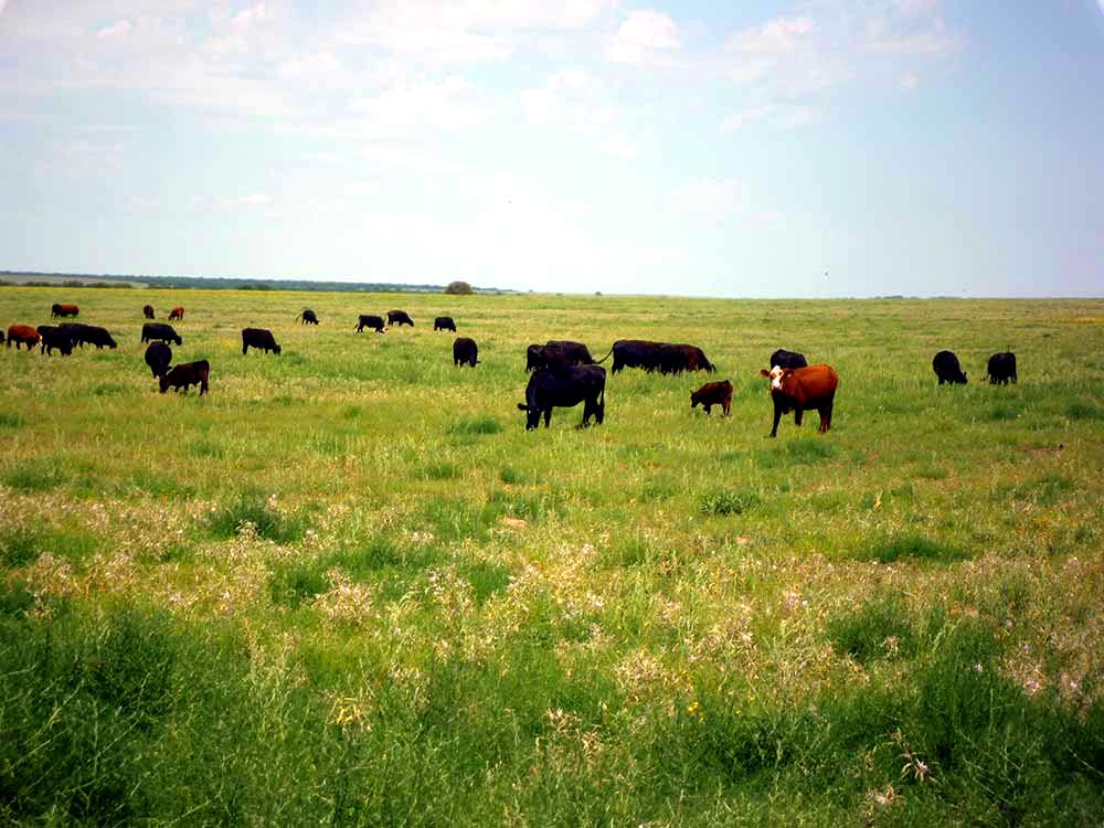 Zum Glück gibt es die Weite der argentinischen Pampa