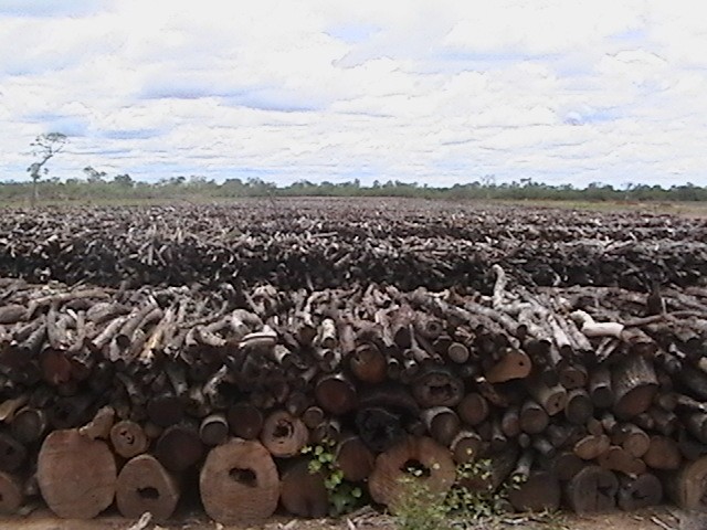 Beispielhaftes Holzlager für Holzkohle in Argentinien
