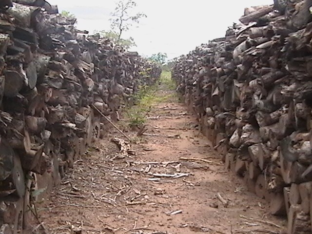 Holzlager in Argentinien aus kontrolliertem Anbau